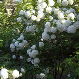 Elegant White Hydrangea Seeds Balcony Bonsai Viburnum Hydrangea Macrophylla