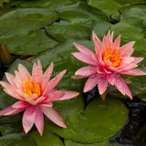 1 Package 8 Beautiful Pink Lotus Water Lily Seeds Rich Aroma High Germinat