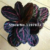 New Arrival Sale 100 Pcs / Bag Calathea Seeds Potted Bonsai Flower Seeds In