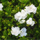 Flower seeds bonsai Cape Jasmine Seeds,Gardenia jasminoides fragrant Exoti