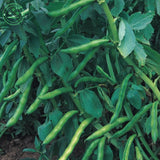 Climbing flowers white sauteed green beans seed pods balcony potted vegetab