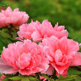 Flower seeds bonsai Peony Seeds   Pale Rose  DOUBLE PEONY POPPY Papaver Flo