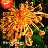 Big Sale!Fireworks Shape Orange Chrysanthemum Flower Seeds Softcover Bonsai