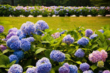 New Arrival!50 pcs/bag rare Giant Vanilla Strawberry Hydrangea Flower Seeds