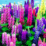 Big sale! Lupine seeds,authentic Colorful Lupine Flower Seeds,beautiful orn