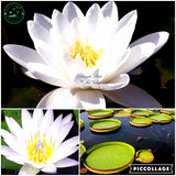 lotus seeds,lotus flower, plants aquatic plants aquatic water lily flowers