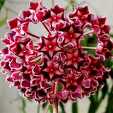 Rare 100pcs/bag Hoya flower Seeds,Ball Orchid Seeds,Indoor Bonsai Flower ,N