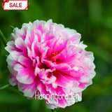 New Arrival!200seed/lot Koshiro Sun Flower Portulaca Grandiflora Seeds Flow