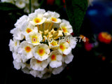 flower seed Lantana seeds potted seed variety complete the budding rate 95