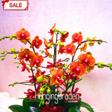 Best Selling!50seeds/bag Yellow Phalaenopsis Seeds Perennial Flowering Plan