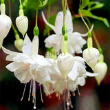 Big sale!100pcs/bag Fuchsia Hybrida seeds, lantern flowers seeds,bonsai pla