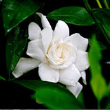 Flower seeds Free shipping 20 pieces white jasmine Seeds, fragrant plant ar