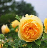 Flower Seeds100 Yellow Climbing Roses Seeds semenatsvety garden Bright and