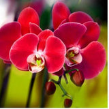 Direct Orquidea Orchid Phalaenopsis flower seed Orchard seeds semente 30 PC