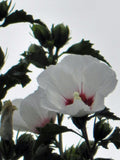 Flower seeds Hibiscus syriacus, Althaea seeds, Rose of Sharon Mallow Ketmie