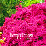 New Arrival! 100 Seeds A Bag Japanese azalea seeds,flower seeds tree seeds