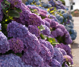 Flower seeds, Hydrangea  A variety of colors seed garden plants bonsai Fort