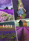 Lavender Seeds Lavandula Officinalis Garden Flower Medicinal Plant Quality