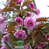 New Home Garden Bonsai Plant 12 Seeds FLOWERING ALMOND Prunus Triloba Flowe