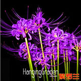 New Fresh Seeds Lycoris Seeds Potted Seed Lycoris Flower Seed Garden Plants