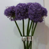 Free shipping 50pcs Giant Allium Globemaster Allium Giganteum Flower Seeds