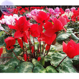 BELLFARM Cyclamen Perennial Flower Seeds, 3 seeds, professional pack, mixed