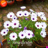 Big Sale!White Osteospermum Seeds Potted Flowering Plants Blue Daisy Flower