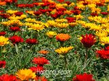 Big Sale!Gazania seeds multicolor mixed Seed beautiful gazania Flower seeds