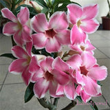 Desert Rose seeds,potted flowers seeds,Adenium Obesum color optional 100% t