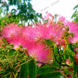 New arrival!20pcs/bag Albizia flower seeds,albizia julibrissin seeds,bonsai