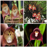 Dracula Simia Monkey Face A Variety Of Perennial Flower Seeds , 100 Seeds /