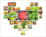 New Fresh Seeds 10pcs/Pack 99 Kinds to choose Lithops Seeds Succulents Seed