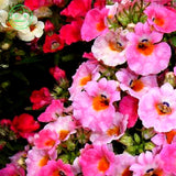 Flower seeds MIX NEMESIA SUNDROPS seeds  Nemesia strumosa grandiflora Home