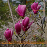 Mini Mouse Purple Yulan Magnolia Flower Seeds, 15 Seeds/Pack, Bonsai Magnol