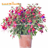 LAND MIRACLE 100% Genuine Fuchsia Seeds, 100 Seeds, Hanging Garden Ornament