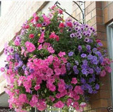 Flower Seeds bonsai Petunia Seeds Shock Wave Mix 200 Pelleted Seeds of NEW