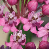 Flower seeds Potted plant seeds Pink Asclepias Milkweed / Butterfly Weed Fl