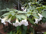 flower seeds Bonsai flower Brugmansia Datura seeds Rare flower seeds Potted