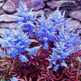 BELLFARM Dark Blue Astilbe Chinensis Perennial Flower Seeds, 100 seeds, rar