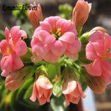 Free Shipping  Kalanchoe Flower Seeds Strange Beautiful Flowers Exotic Flow