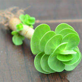 New arrival!200pcs rare Portulaca molokiniensis Seeds money wood tree Bonsa