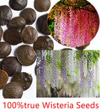 Wisteria Seeds 10seeds/pack,rare bonsai wisteria tree seeds Indoor ornament