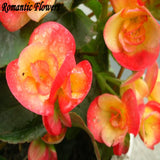 Hot: 50PC / Bag Rare Begonia Seeds Flower Seeds , 20 Colors Bonsai Seeds Fr