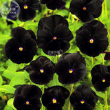 BELLFARM Pansy Viola Tricolor Hardy Flower Seeds, 50 seeds, professional pa