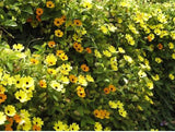 Flower seeds  climbing vine plants seeds,Thunbergia alata can bring good lu