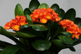 NEWClivia seeds,cheap Clivia potted seed,Bonsai balcony flower for home&gar