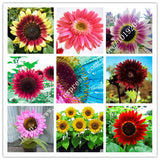 Flower seed 50PC Mini Rainbow sunflower seeds,  rare green, pink, red Sunfl