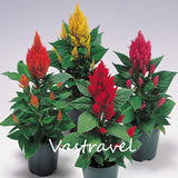 Celosia Cockscomb Plume Flower Mixed Color 100 Seeds Very Easy to Grow Exc