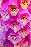 Big Sale! 100 Pcs/Lot Foxglove flower seeds Fall Seasons kinds of flowers p