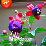 Big Promotion!Purple+Red bell flowers Fuchsia Seeds Potted Flower Seeds Pot